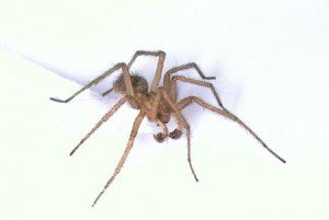 hobo spider